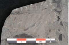 Foto (Detailansicht) von Plantae indet.  (NHMW-GEO-2024-0188-11386)